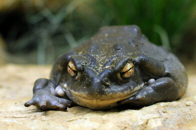 sapo bufo alvarius