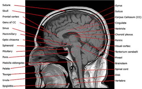 optimizar las funciones cerebrales