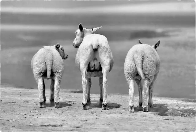 confianza y convicción marketing