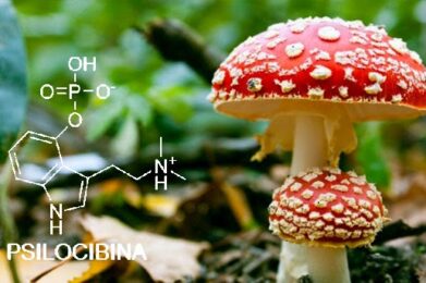 La psilocibina y sus efectos en la mente y emociones