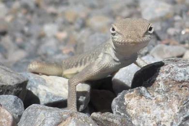 el cerebro reptiliano