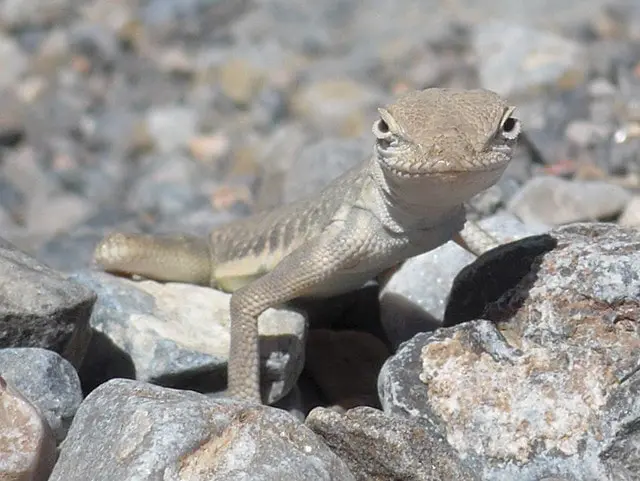 el cerebro reptiliano