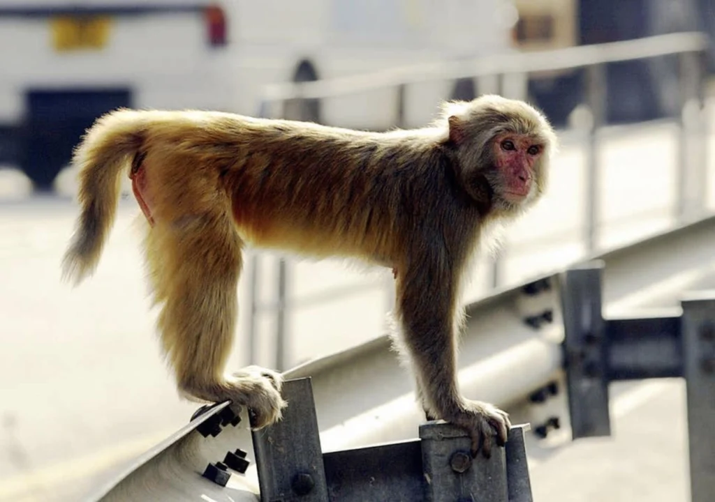 Enjaular al Monkey Mind