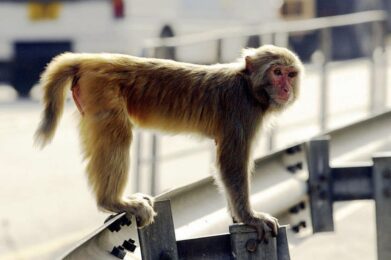 Enjaular al Monkey Mind