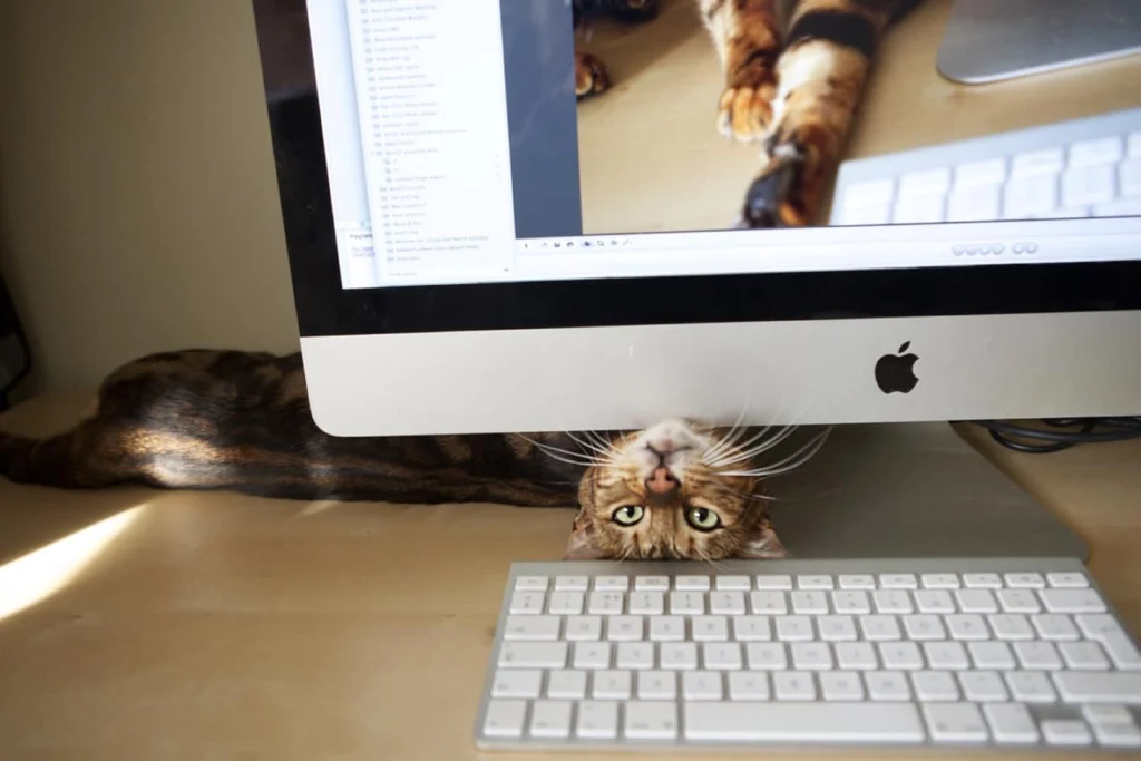 Experimento cero distracciones, cómo enjaular al Monkey Mind y vivir mejor y con más productividad...