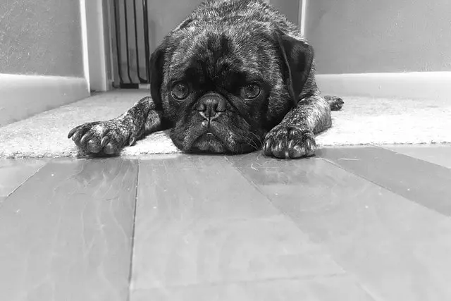 cada día es lunes
