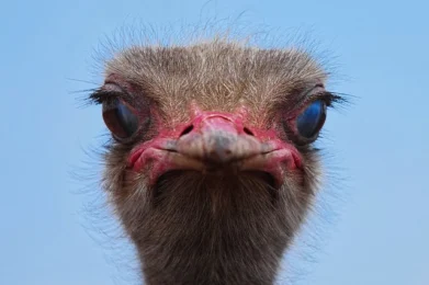 ver las cosas como son