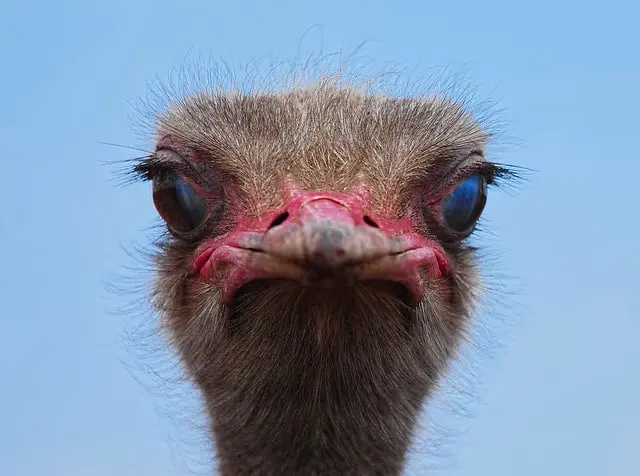 ver las cosas como son