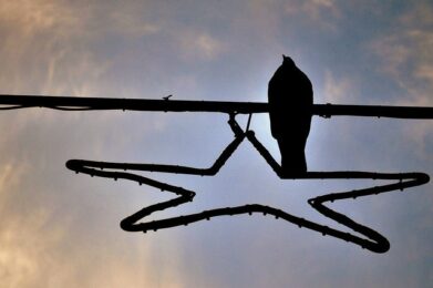 la autodisciplina es libertad