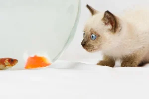 la gran diferencia entre pasión y obsesión