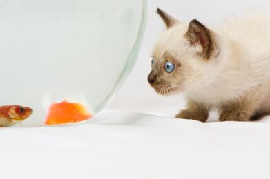 la gran diferencia entre pasión y obsesión