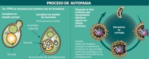 Autofagia Ayuno de Alto Rendimiento - Isra García