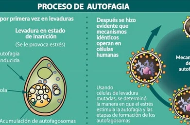 Autofagia Ayuno de Alto Rendimiento - Isra García