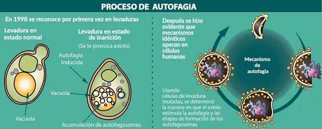 Autofagia Ayuno de Alto Rendimiento - Isra García