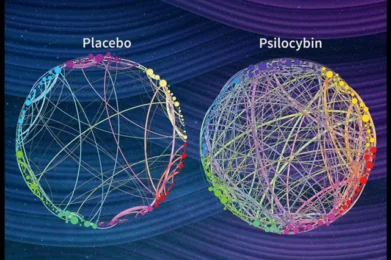 experimento macrodosis de psilocibina