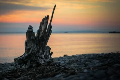 La mente que busca despertar