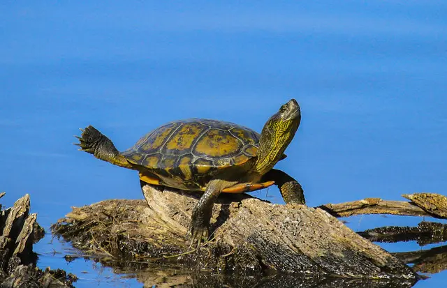 Cómo progresar a diario sin hacer nada