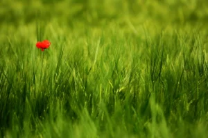 todo es uno - concepto de unidad