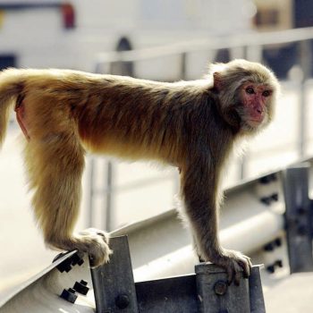 Enjaular al Monkey Mind