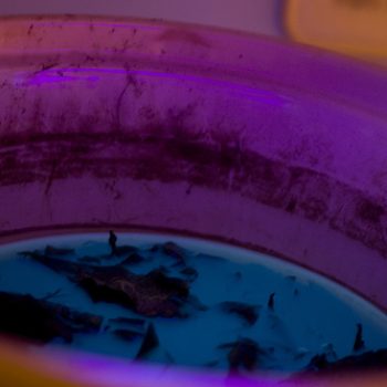 ayahuasca, el viaje