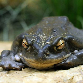sapo bufo alvarius