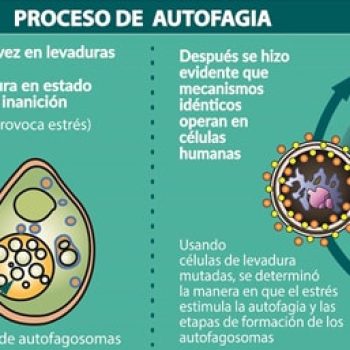 Autofagia Ayuno de Alto Rendimiento - Isra García